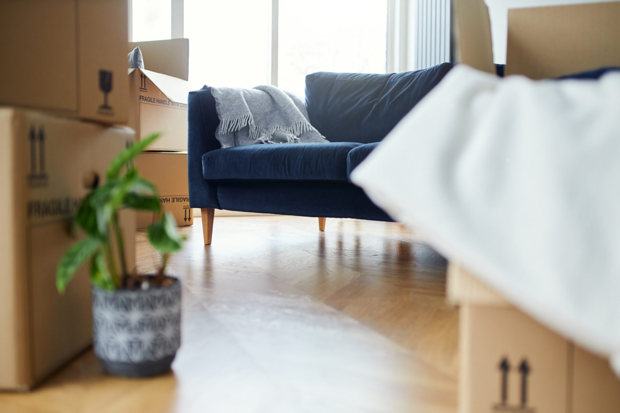 Close Up Of Stacked Removal Boxes And Houseplant In Lounge Ready For Moving In Or Moving Out Of Home. Close up of stacked removal boxes and house plants in lounge ready for moving in or moving out of home